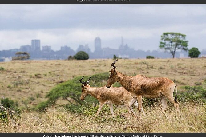 Nairobi National Park Group Tour - Photography stops and the ivory burning site