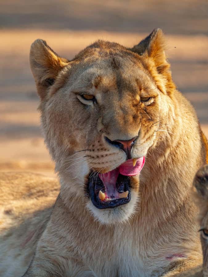 Nairobi: National Park Guided Game Drive - Key points at a glance