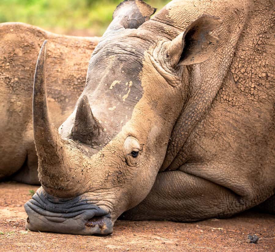 Nairobi: National Park Guided Game Drive - Why Nairobi National Park works so well for a short trip