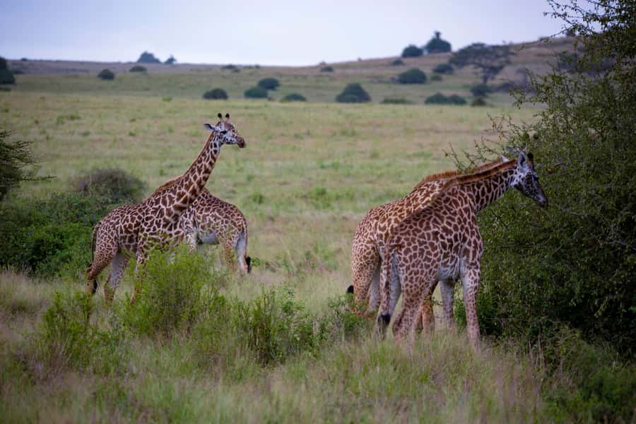 Nairobi: National Park Guided Game Drive - Lions, rhinos, and the animals you may see