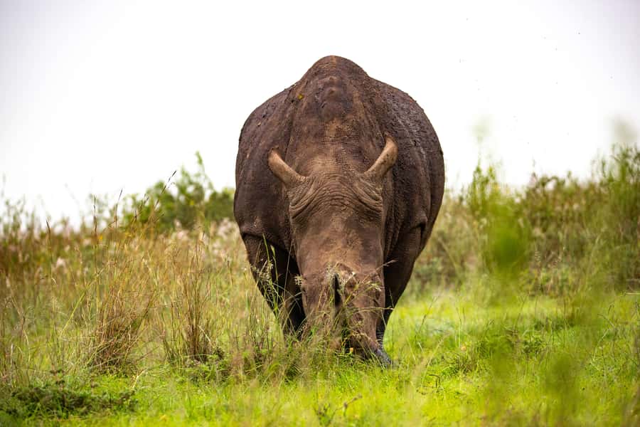Nairobi: National Park Guided Game Drive - Birdwatching adds another layer to the drive