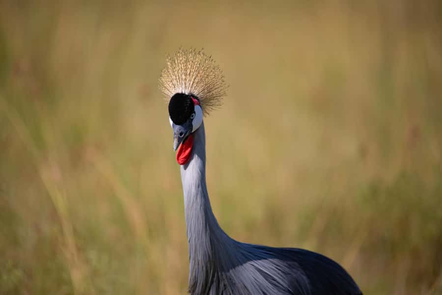 Nairobi: National Park Guided Game Drive - Timing, comfort, and what to pack