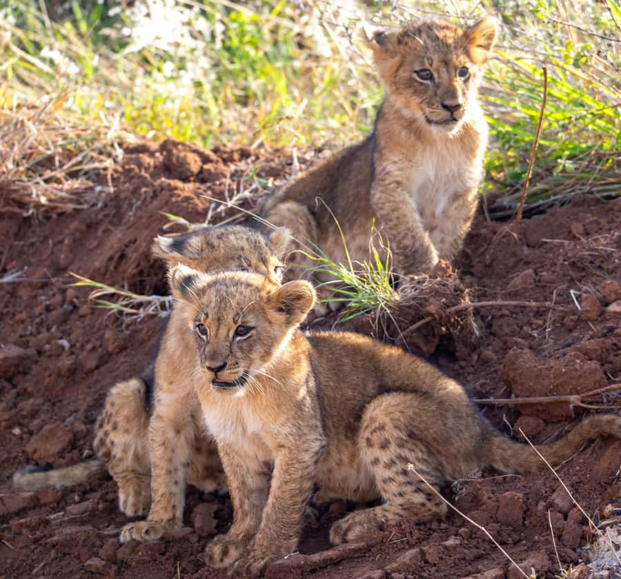 Nairobi: National Park Guided Game Drive - Is the $125-plus price good value?