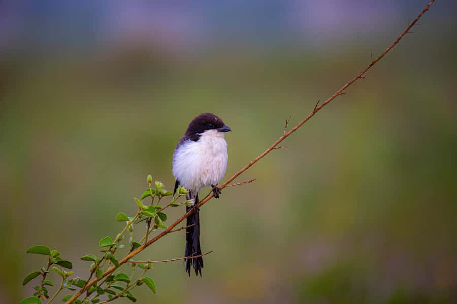 Nairobi: National Park Guided Game Drive - Who should book this Nairobi safari?