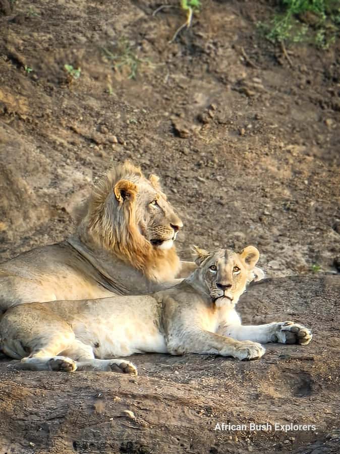 Nairobi: National Park Guided Game Drive For 5 Hours - Should you book the Nairobi National Park game drive?