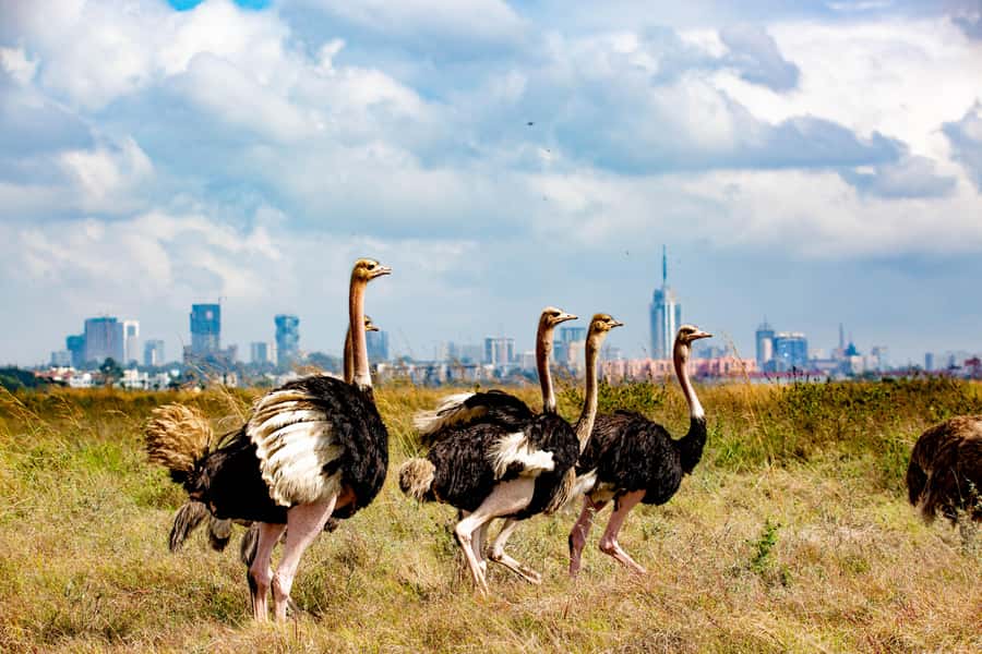 Nairobi: National Park Guided Game Drive For 5 Hours - Why Nairobi National Park is such an unusual safari setting
