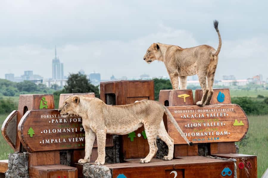 Nairobi: National Park Guided Game Drive For 5 Hours - The animals you may see inside the park