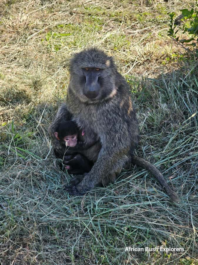 Nairobi: National Park Guided Game Drive For 5 Hours - How much the $40 tour really costs
