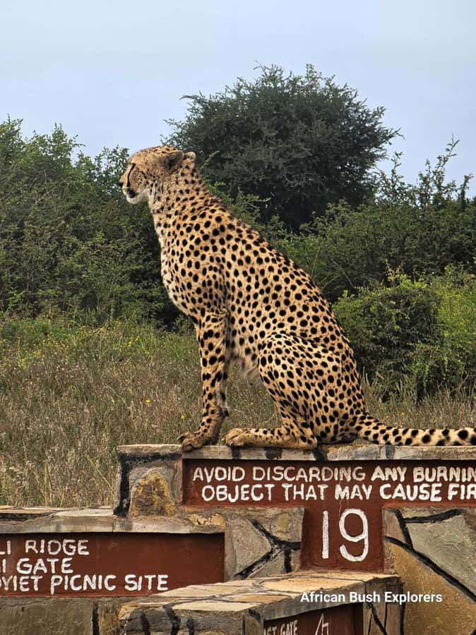 Nairobi: National Park Guided Game Drive For 5 Hours - Morning or afternoon: choosing the right departure