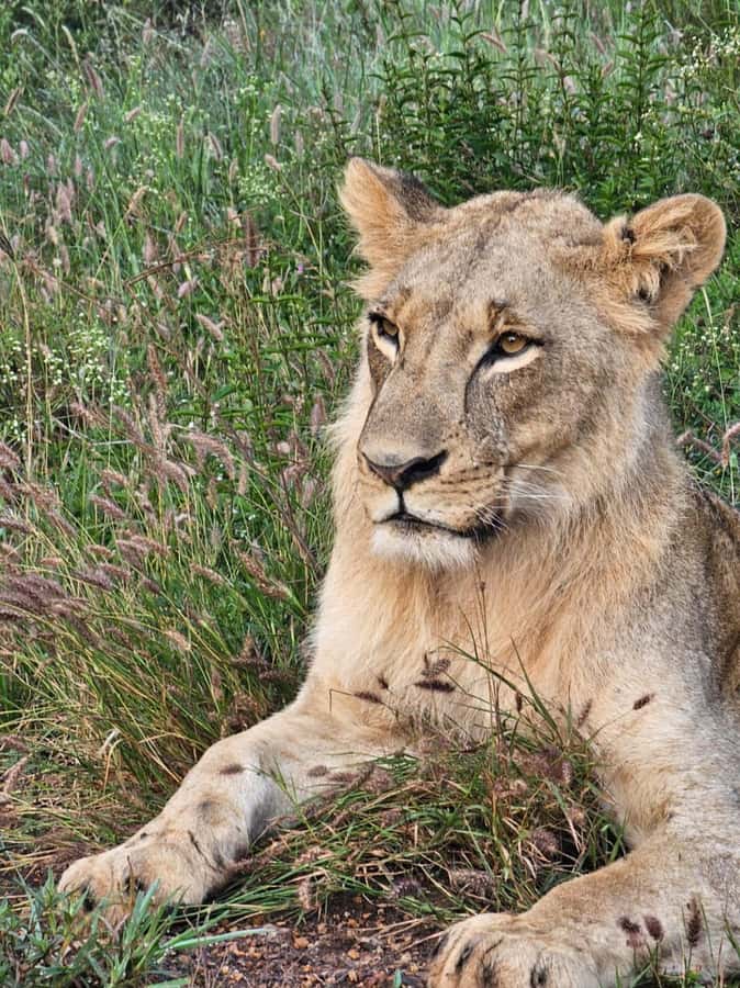 Nairobi: National Park Guided Game Drive For 5 Hours - The guide makes the difference