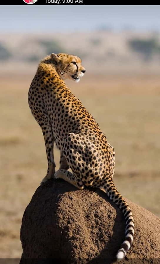 Nairobi: National Park Guided Game Drive For 5 Hours - Comfort, access, and what to bring