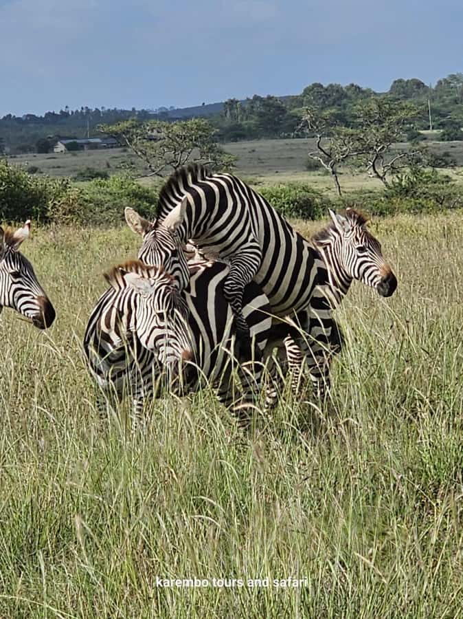 Nairobi: National Park Guided Game Drive For 5 Hours - Who will get the most from this experience