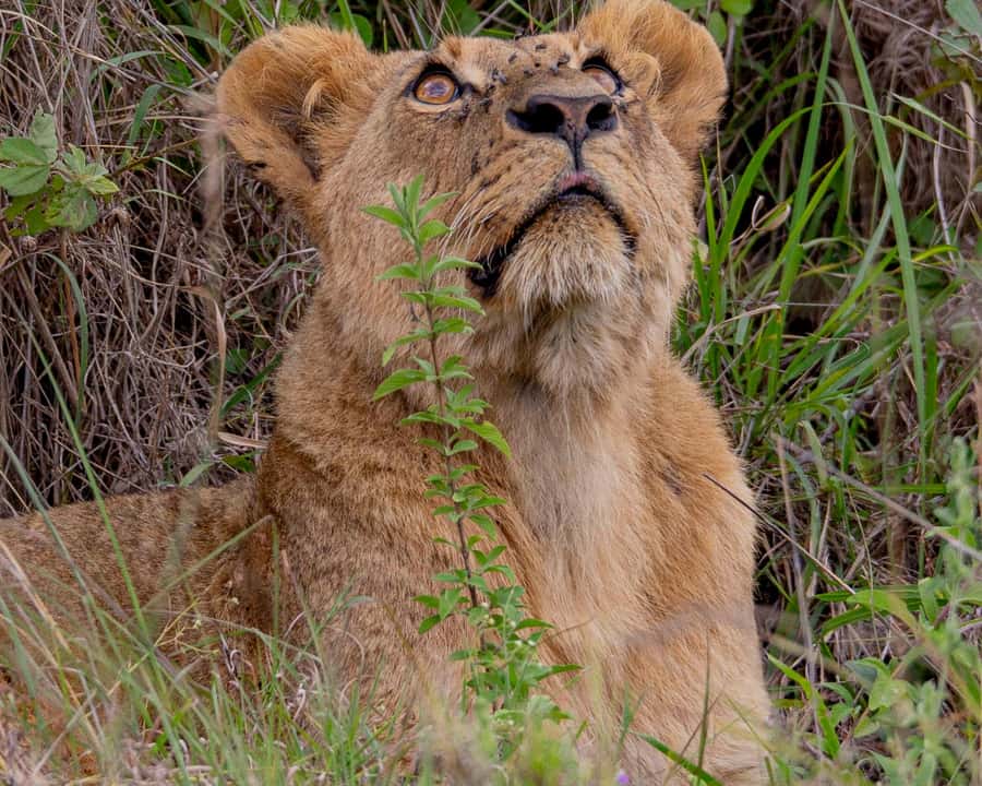 Nairobi: National Park Guided Game Drive - Pickup from Nairobi and the ride to the gate