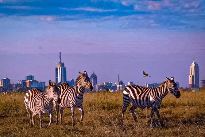 Nairobi National Park Guided Half Day Tour Game Drive- FREE WIFI - The Nairobi Animal Orphanage question