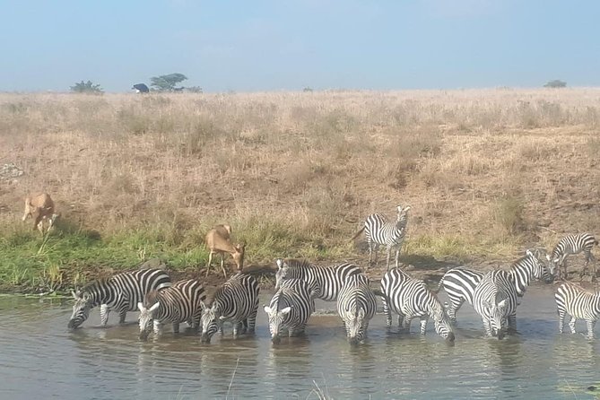 Nairobi National Park Guided Half Day Tour Game Drive- FREE WIFI - How the $52 price works for you