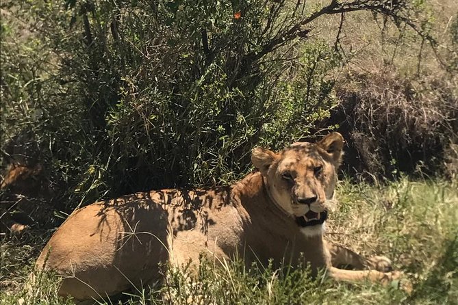 Nairobi National Park Guided Half Day Tour Game Drive- FREE WIFI - Timing, comfort, and practical preparation