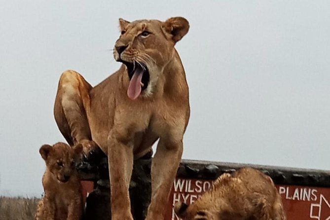 Nairobi National Park Guided Half Day Tour Game Drive- FREE WIFI - What the positive feedback tells you