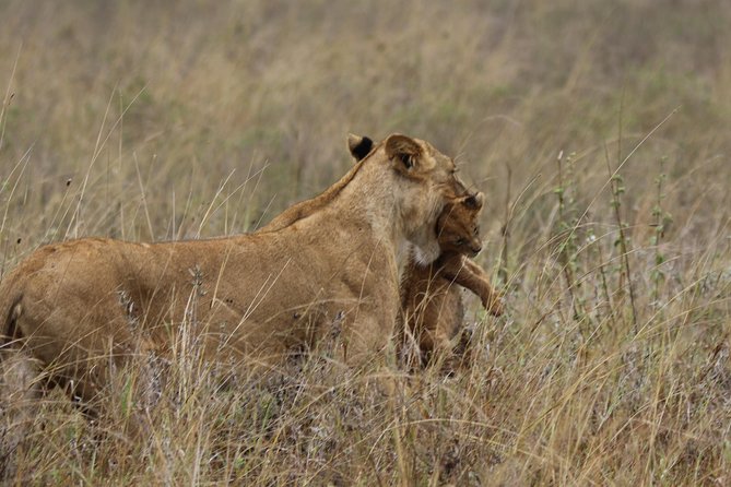 Nairobi National Park guided tour - Why Nairobi National Park feels different