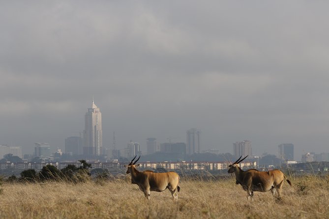 Nairobi National Park guided tour - The three to four hour game drive