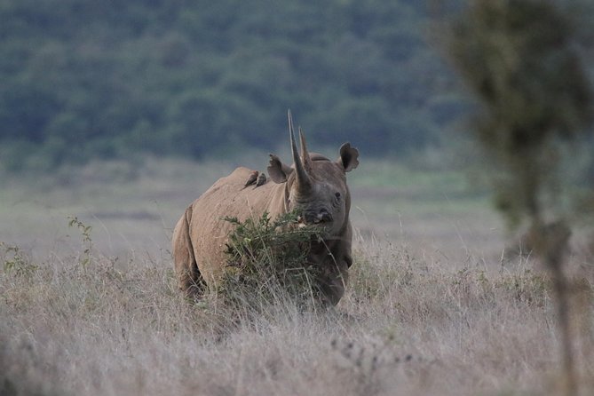 Nairobi National Park guided tour - Rhinos and the park’s strongest draw