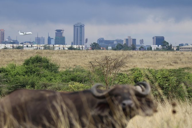 Nairobi National Park guided tour - Giraffes, lions, leopards, and the limits of four hours