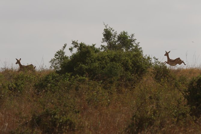 Nairobi National Park guided tour - What the private format is worth