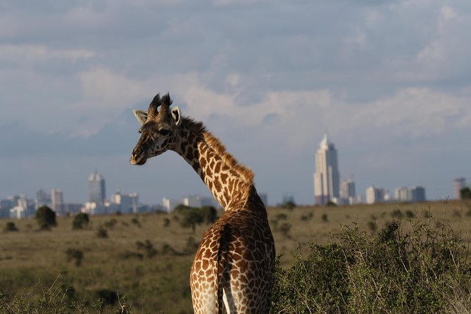 Nairobi National Park guided tour - The guide can make or break the morning