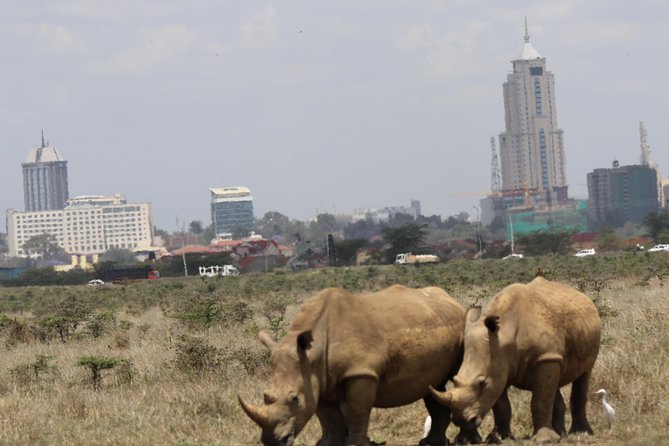 Nairobi National Park guided tour - Pickup from anywhere in Nairobi