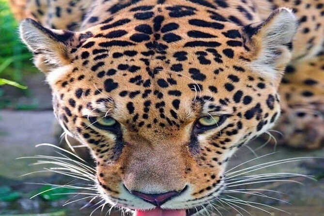 Nairobi National Park Half-Day Game Drive - Key points before you book