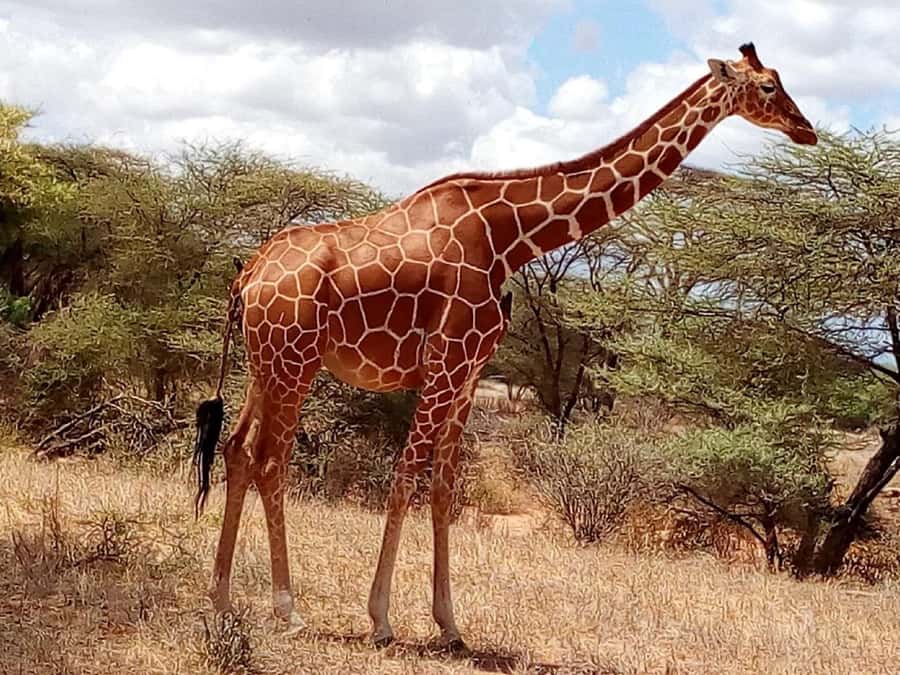Nairobi National Park Half-Day Game Drive - Booking advice from the strongest guide feedback