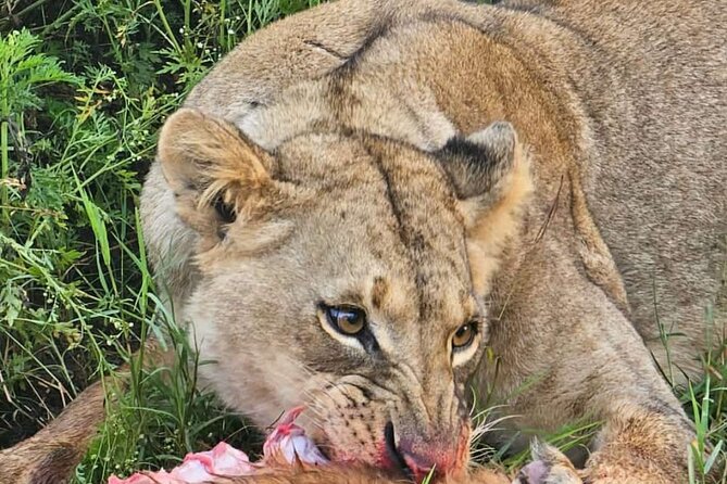 Nairobi National Park Half-Day Game Drive - Why Nairobi National Park works so well for a short trip