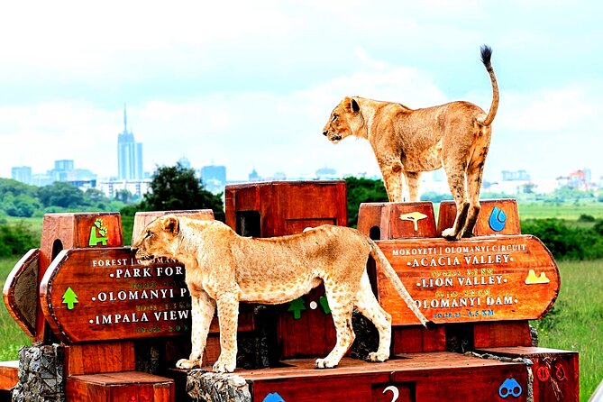 Nairobi National Park Half-Day Game Drive - Four hours inside the park