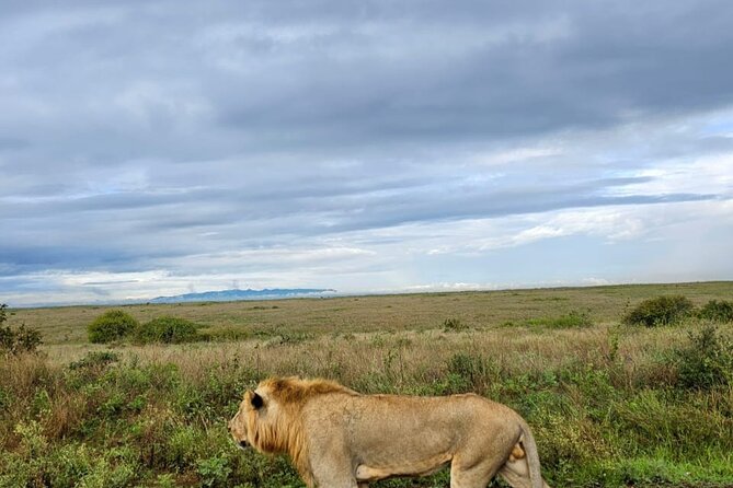 Nairobi National Park Half-Day Game Drive - The animals you have the best chance of seeing