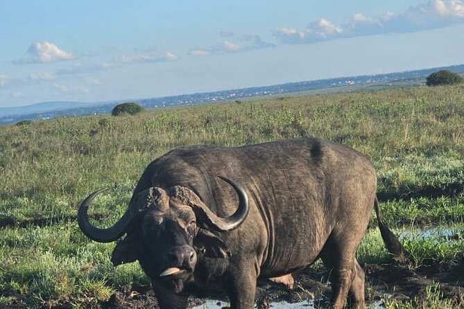 Nairobi National Park Half-Day Game Drive - Morning or afternoon: which departure is better?