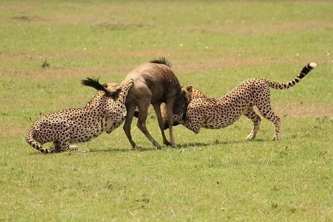 Nairobi National Park Half-Day Game Drive - What the price really means
