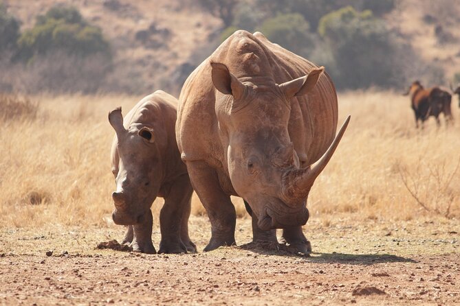 Nairobi National Park Half Day Game Drive Tour With Free WIFI - Why Nairobi National Park works so well for a half-day safari