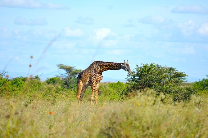 Nairobi National Park Half Day Game Drive Tour With Free WIFI - The city skyline is part of the safari