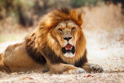 Nairobi National Park Half Day Game Drive Tour With Free WIFI