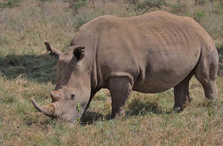 Nairobi National Park Half-Day Game Drive Tour With Pickup - Key points to know before booking