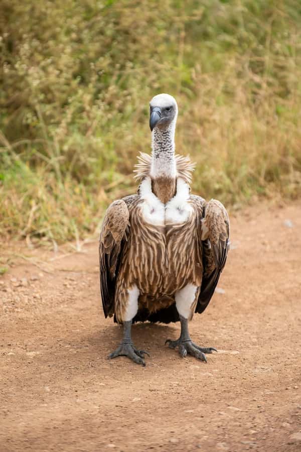 Nairobi National Park Half-Day Game Drive Tour With Pickup - Four to five hours among lions, rhinos, and giraffes