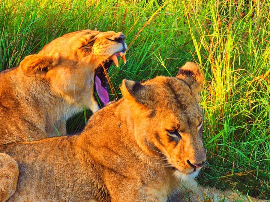 Nairobi National Park Half-Day Game Drive Tour With Pickup - The rhino sanctuary and Kenya’s conservation message