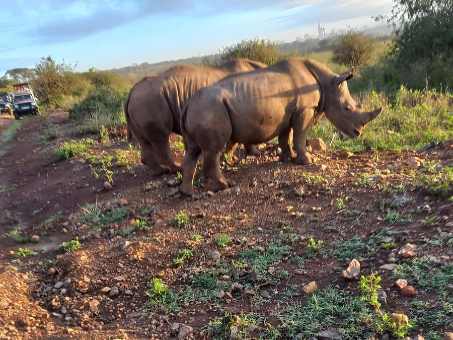 Nairobi National Park Half-Day Game Drive Tour With Pickup - What the $80 price really covers