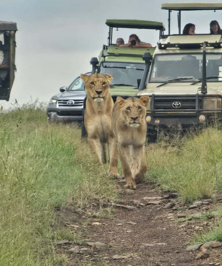 Nairobi National Park Half-Day Game Drive Tour With Pickup - Practical tips for a better morning