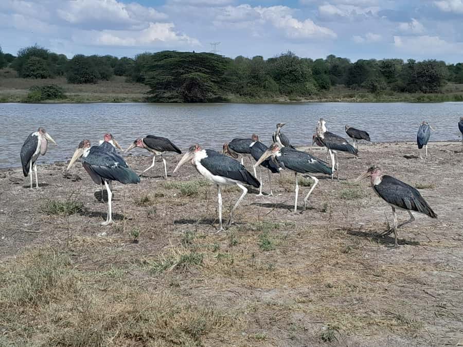 Nairobi National Park: Half-Day Group Tour with Pickup - Five things to know before you book