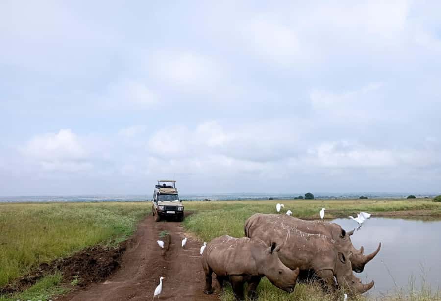 Nairobi National Park: Half-Day Group Tour with Pickup - Why Nairobi National Park is such an unusual safari stop