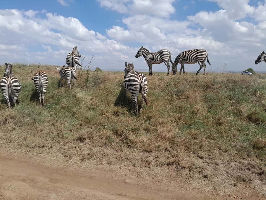 Nairobi National Park: Half-Day Group Tour with Pickup - The open-roof van makes animal spotting easier