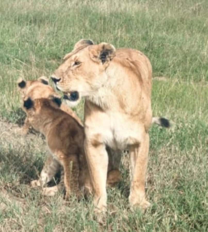 Nairobi National Park: Half-Day Group Tour with Pickup - The viewpoint stop is short but useful