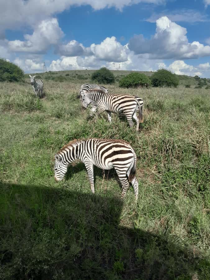 Nairobi National Park: Half-Day Group Tour with Pickup - Is $37 good value?