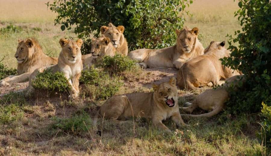 Nairobi National Park Half-Day Guided Game Drive With Pickup - Key points to know before booking