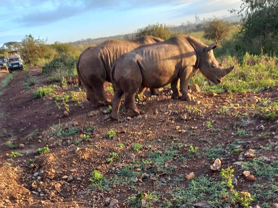 Nairobi National Park Half-Day Guided Game Drive With Pickup - Five hours of searching for lions and rhinos